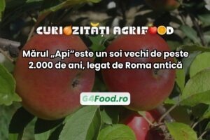 Mărul Api este cultivat încă din antichitate