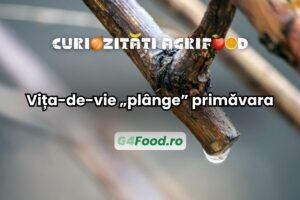 Vița-de-vie plânge primăvara