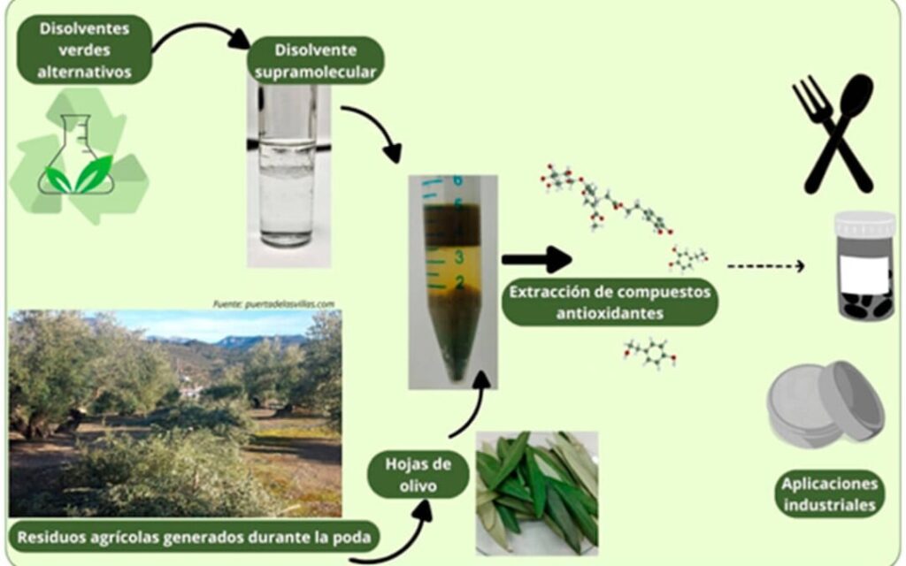 solventi ecologici din resturi de la tăierea măslinilor