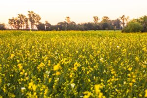 Planta care ar putea deveni combustibil pentru aviație