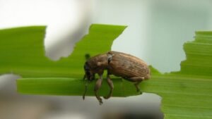 Agricultorii francezi au obținut o victorie care contează și pentru fermierii români