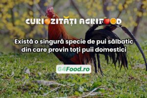 O specie de pui sălbatic din care provin toți puii domestici