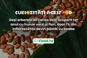 arbore cacao