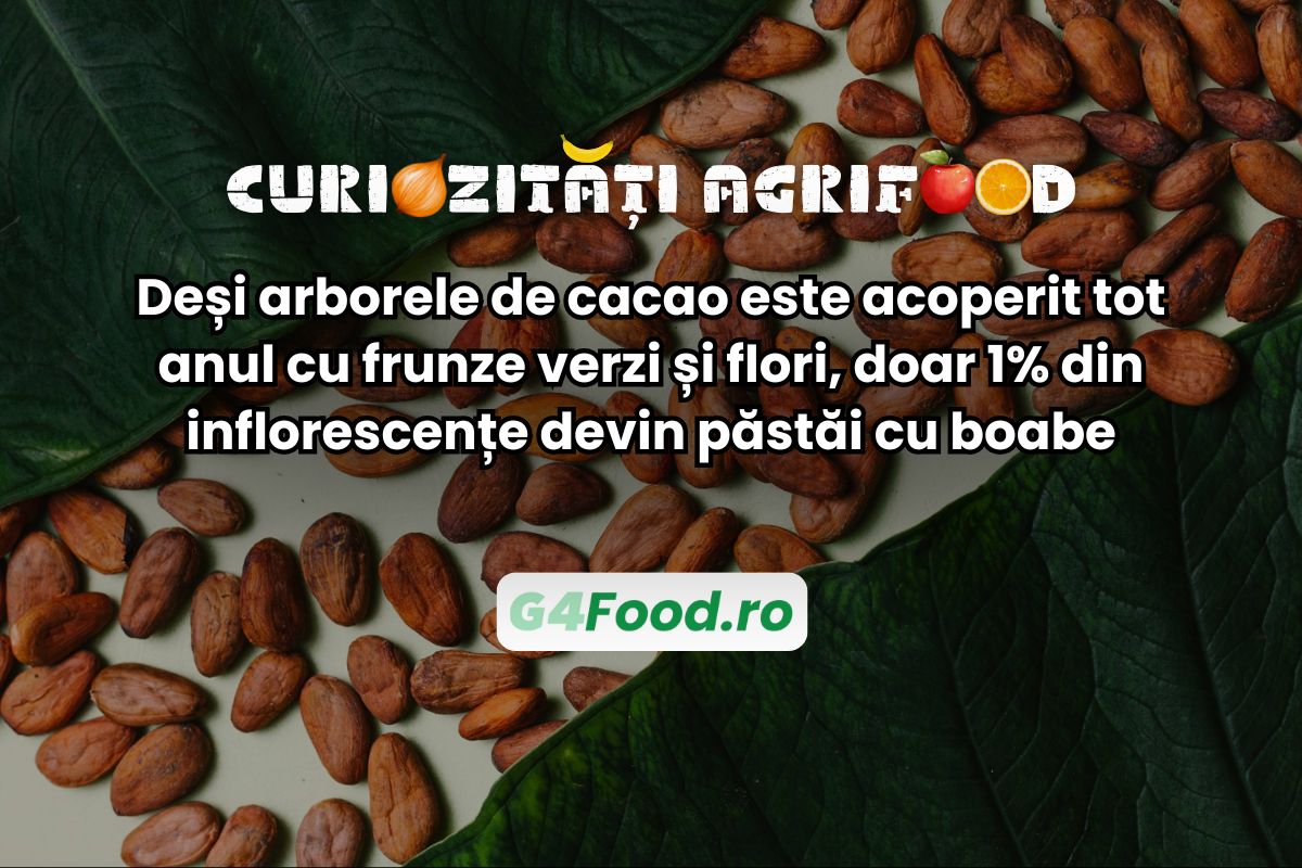 arbore cacao