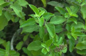 busuioc sfant tulsi