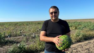 Canicula creste consumul de pepeni, start recoltare la Gheorghe Doja