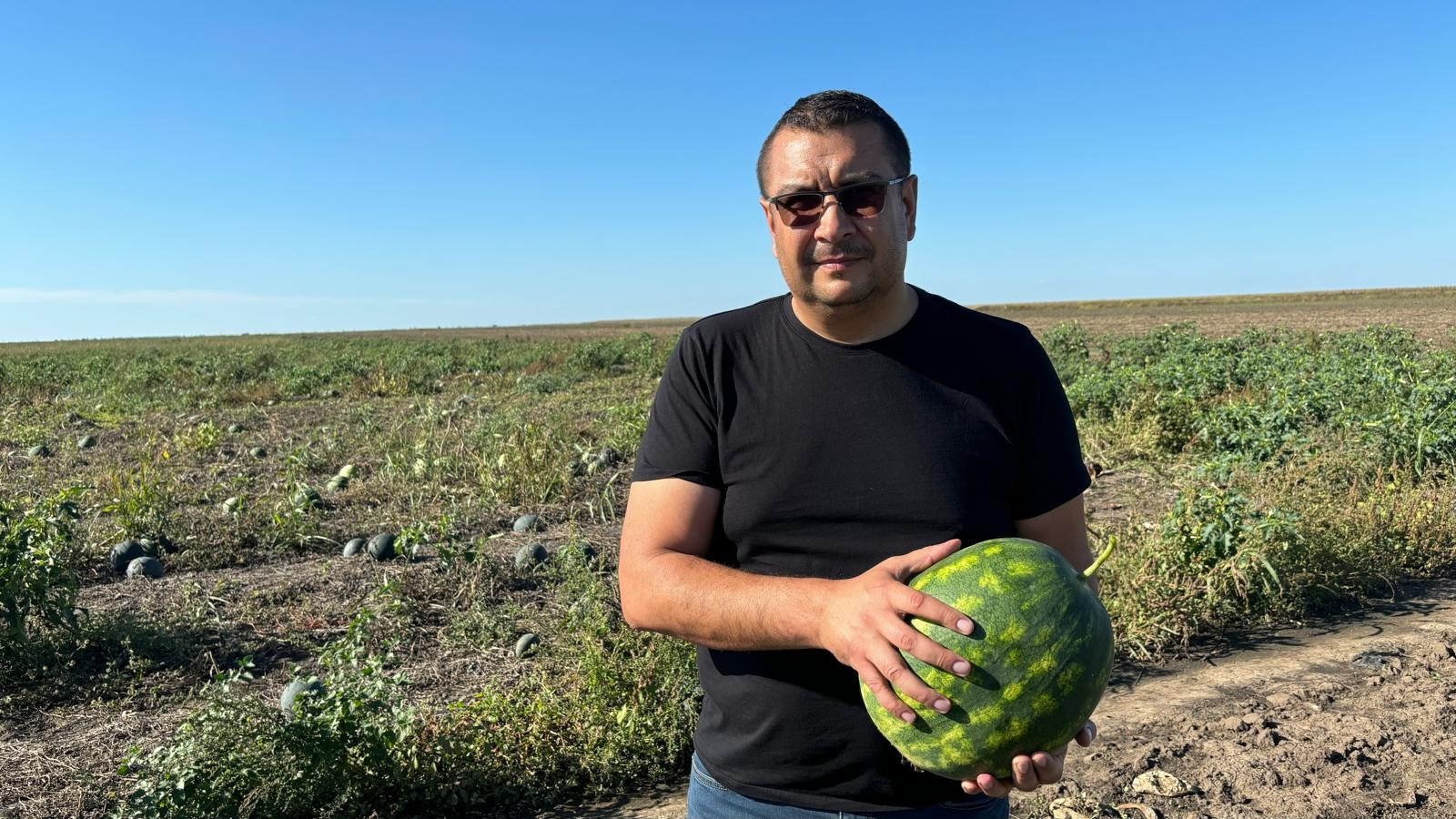 Canicula creste consumul de pepeni, start recoltare la Gheorghe Doja