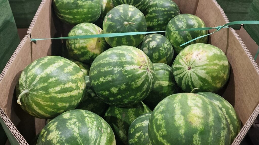 Canicula creste consumul de pepeni, start recoltare Gheorghe Doja