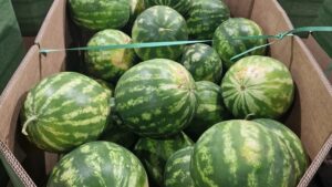 Canicula creste consumul de pepeni, start recoltare Gheorghe Doja