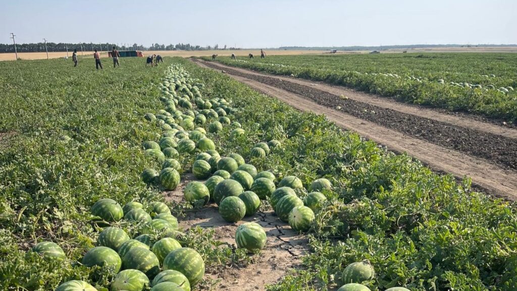 Canicula creste consumul de pepeni, start recoltare la Gheorghe Doja.