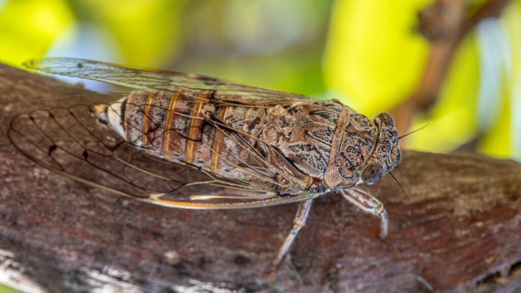 Invazia cicadelor favorizează boala stolbur la sfecla de zahăr și cartof în Germania.