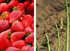 fermierii-germani-renunta-la-sparanghel-si-capsuni-pe-fondul-cheltuielilor-tot-mai-mari-cu-salariile