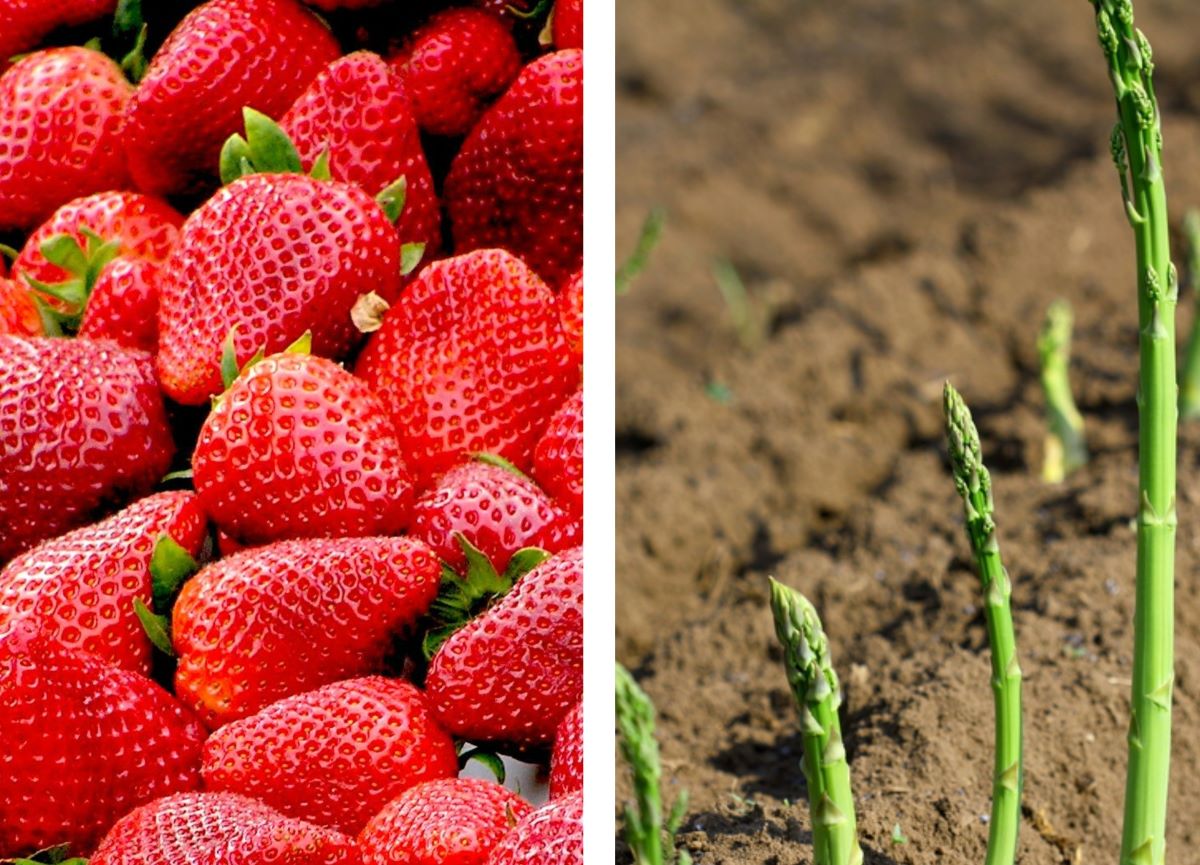 fermierii-germani-renunta-la-sparanghel-si-capsuni-pe-fondul-cheltuielilor-tot-mai-mari-cu-salariile