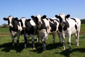 focar boala limbii albastre