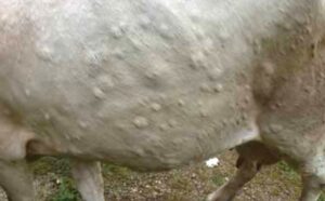 primele-focare-de-dermatita-nodulara-contagioasa-si-in-italia-dupa-franta