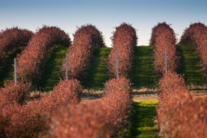 Merry Berry, Dâmbovița