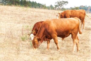 Fermele de vaci au de suferit din cauza caniculei