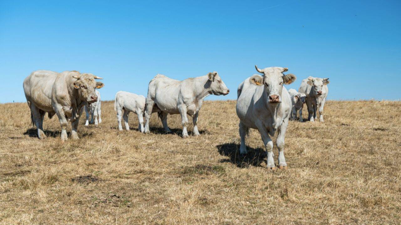 incendiu la un adapost de vite din Timis