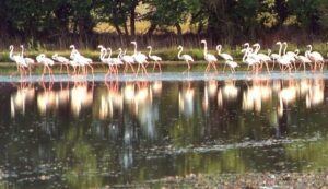 Culturile de orez pentru risotto, amenințate de păsările flamingo în nord-estul Italiei