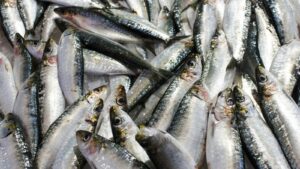 Norvegia este acuzată că pescuiește hering peste cota convenită cu UE.