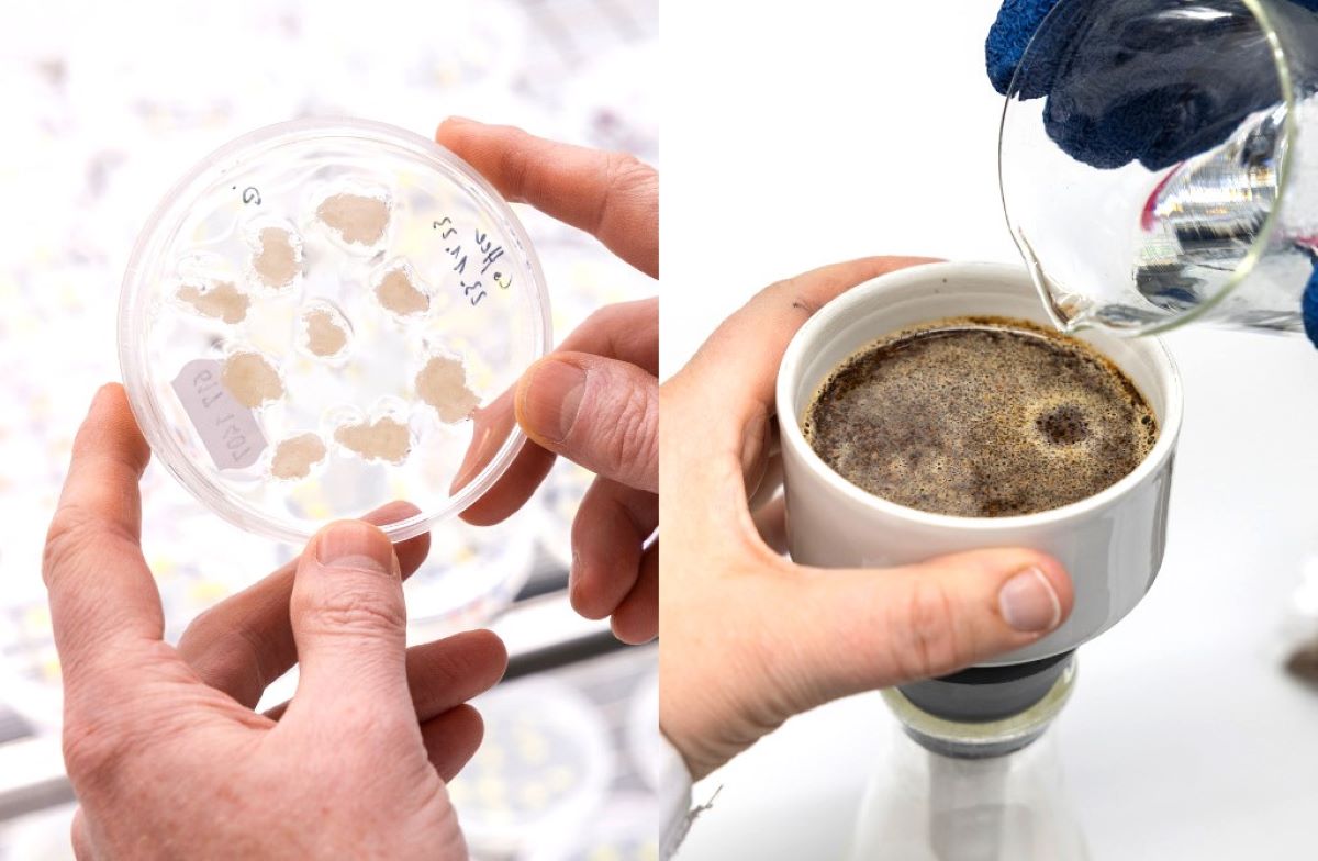 cafeaua-obtinuta-in-laborator-o-solutie-la-cresterea-continua-a-costurilor-si-provocarile-ambientale-care-complica-lantul-de-productie