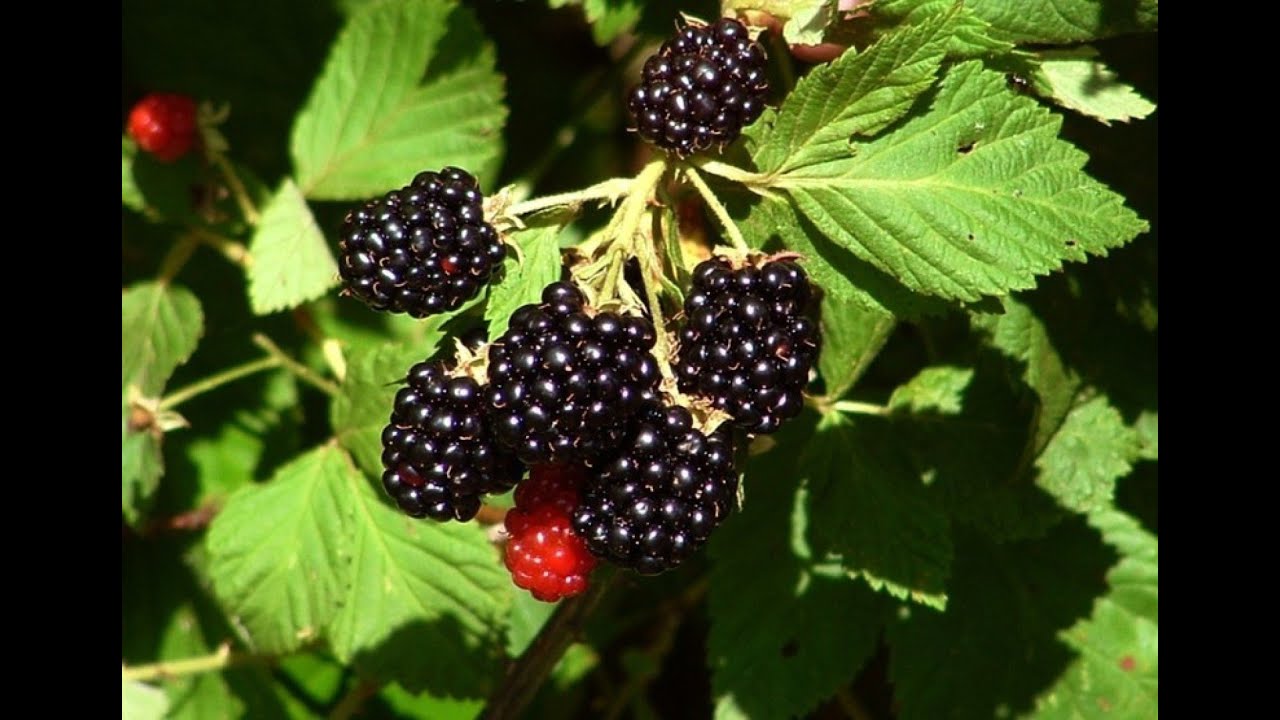 Inflamațiile, combătute cu fructe