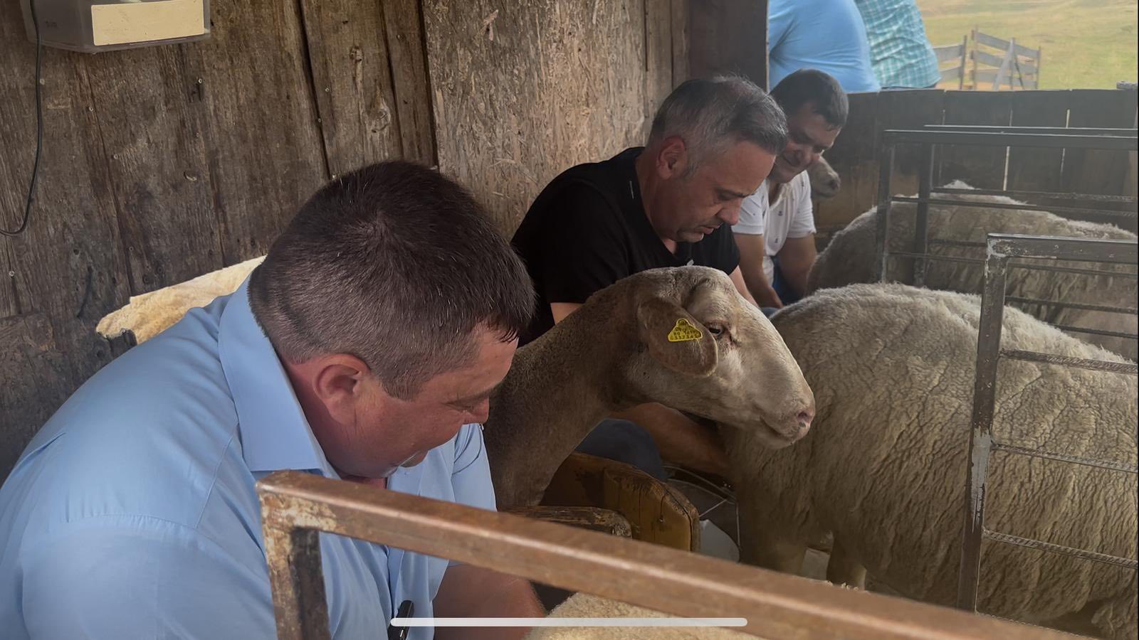 Ministrul Florin Barbu mulge o oaie, într-o comună din Sibiu