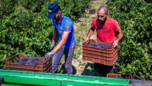 muncitori sezonieri in Spania