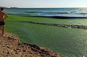 Alge toxice în Australia