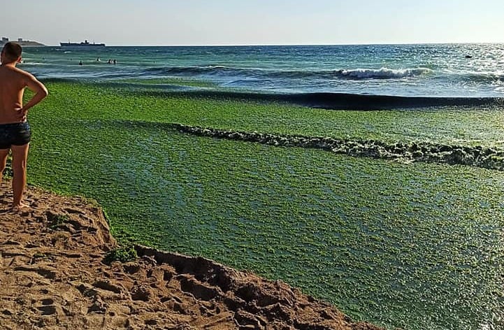 Alge toxice în Australia