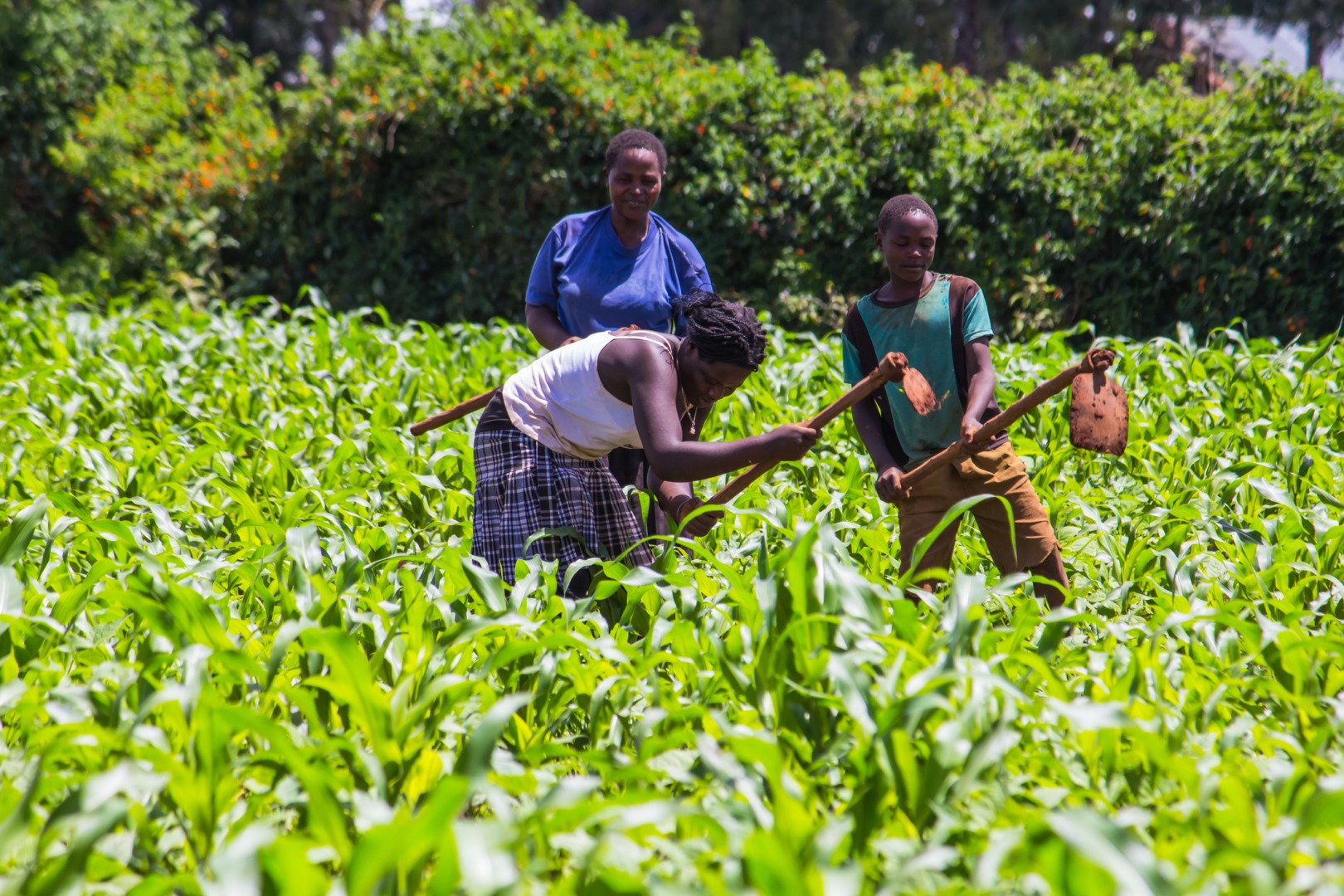 Plante din Kenya, agricultură, fermieri