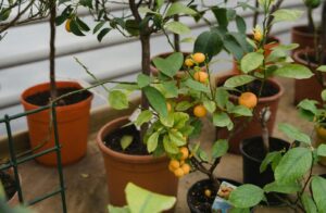 Cele mai bune soiuri de pomi fructiferi pentru a fi cultivate in ghivece