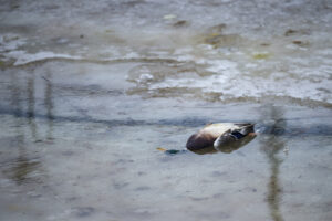 Rațe sălbatice moarte pe un lac din Buzău