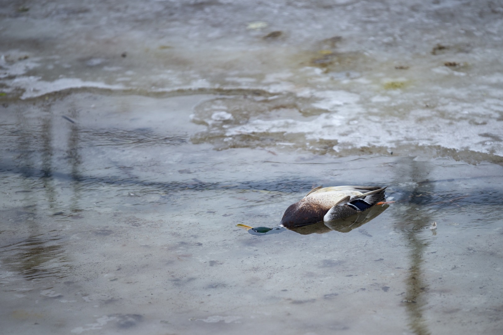 Rațe sălbatice moarte pe un lac din Buzău