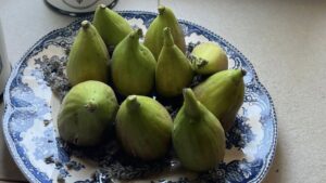 Actrița Oana Pellea entuziasmată de abundența de fructe a smochinului său.