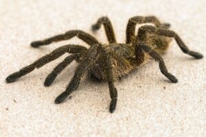 Tarantulă