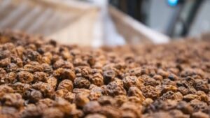 Uleiul din migdale de pământ obținut în Spania a fost autorizat de Comisia Europeană ca aliment nou.