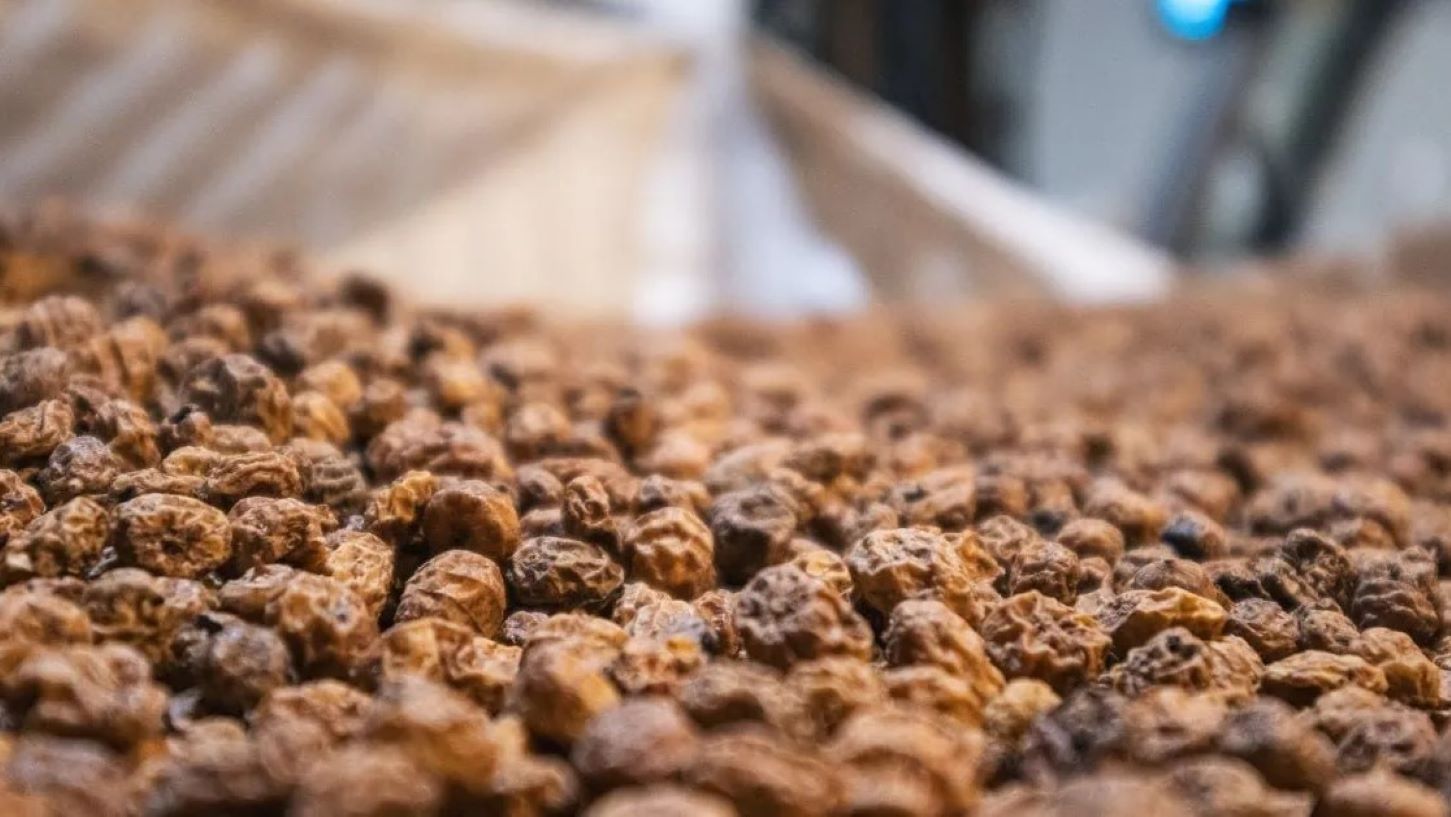 Uleiul din migdale de pământ obținut în Spania a fost autorizat de Comisia Europeană ca aliment nou.