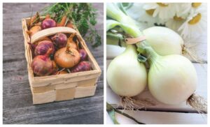 Xum alegi tipul de ceapa potrivit fiecarui preparat culinar