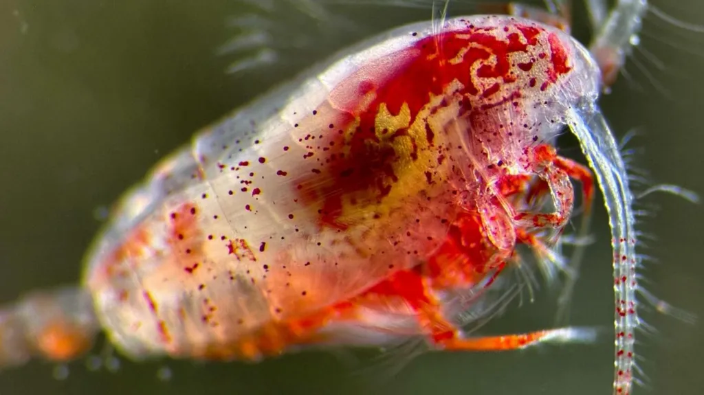 Viețuitoarele de care depinde temperatura planetei