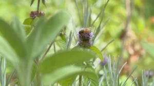 Gradina Calugarului Berlin