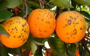 portocale afectate de boala