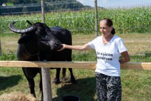 Festivalul bivolilor, de la Suciu de Jos