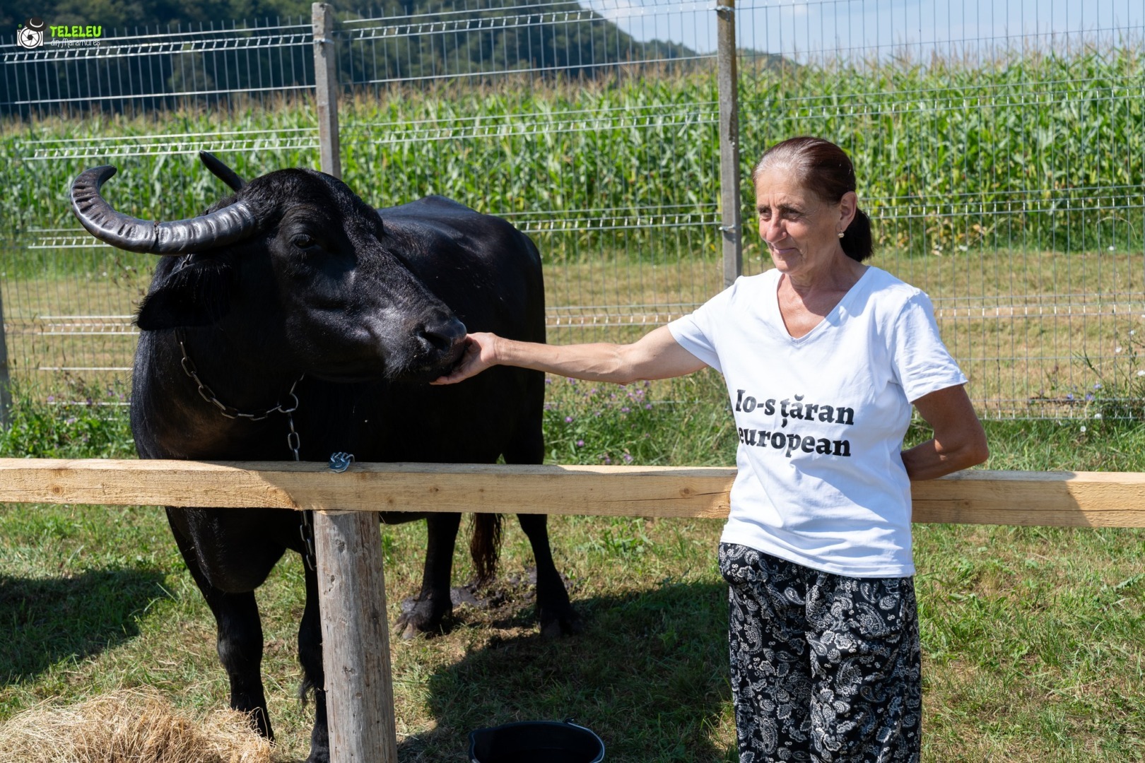 Festivalul bivolilor, de la Suciu de Jos