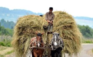 productia-de-pe-fanete-si-pasuni-Harghita-afectata-de-vreme