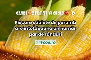 Fiecare știulete de porumb are număr par de rânduri