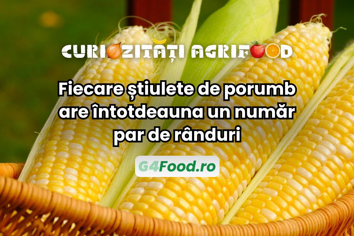Fiecare știulete de porumb are număr par de rânduri