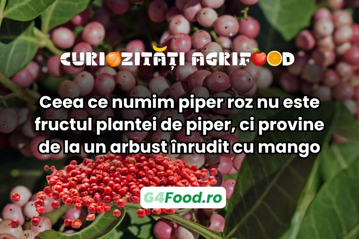 piperul roz nu este fructul plantei de piper, ci provine de la un arbust înrudit cu mango