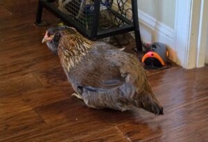 Gaina Pearl, cea mai batrana din lume