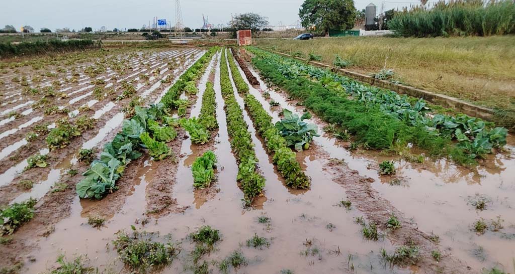miliardar ortega fermieri valencia furtuna dana